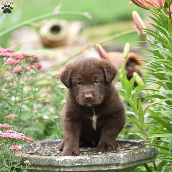Cagan, Labrador Mix Puppy